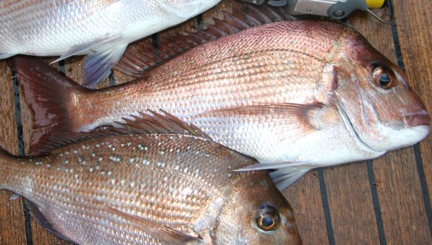 Three charged over illegal snapper haul